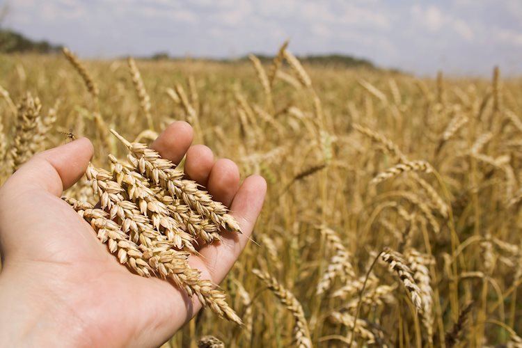 Wheat Elliott Wave technical analysis [Video]