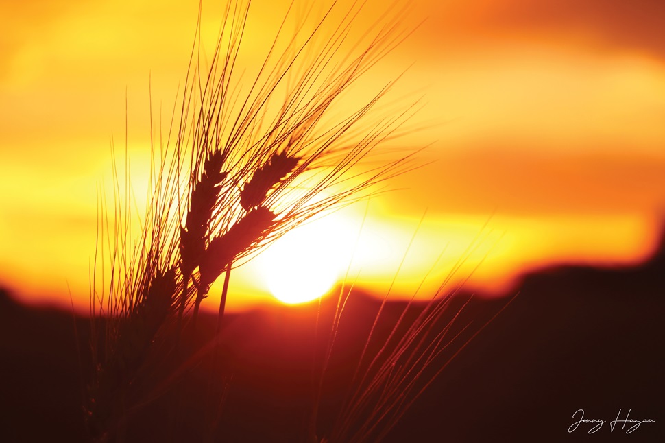 Canadian farmland values show steady growth amid economic challenges