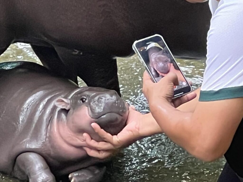 Moo Deng the hippo now has her own cryptocurrency